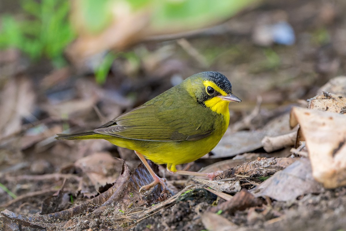 kentuckyparula - ML646206483