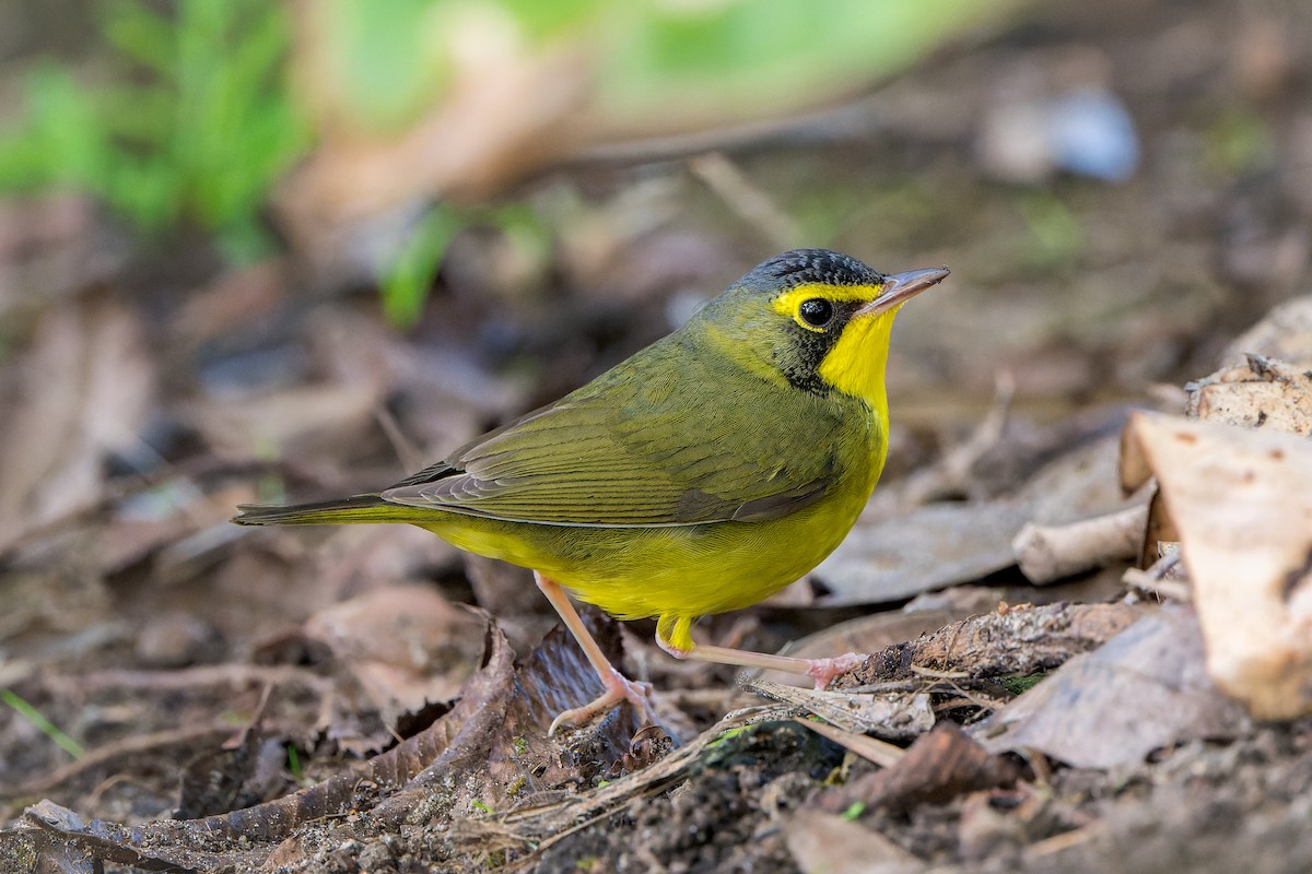 kentuckyparula - ML646206484