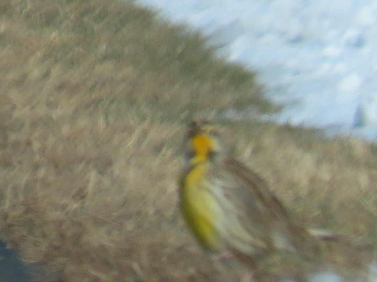 Western Meadowlark - ML646206491