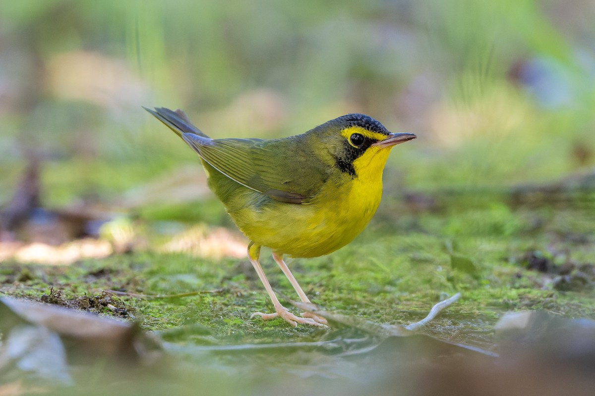 kentuckyparula - ML646206502