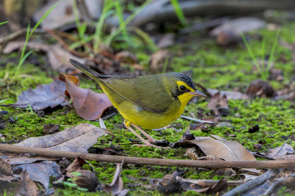 kentuckyparula - ML646206503