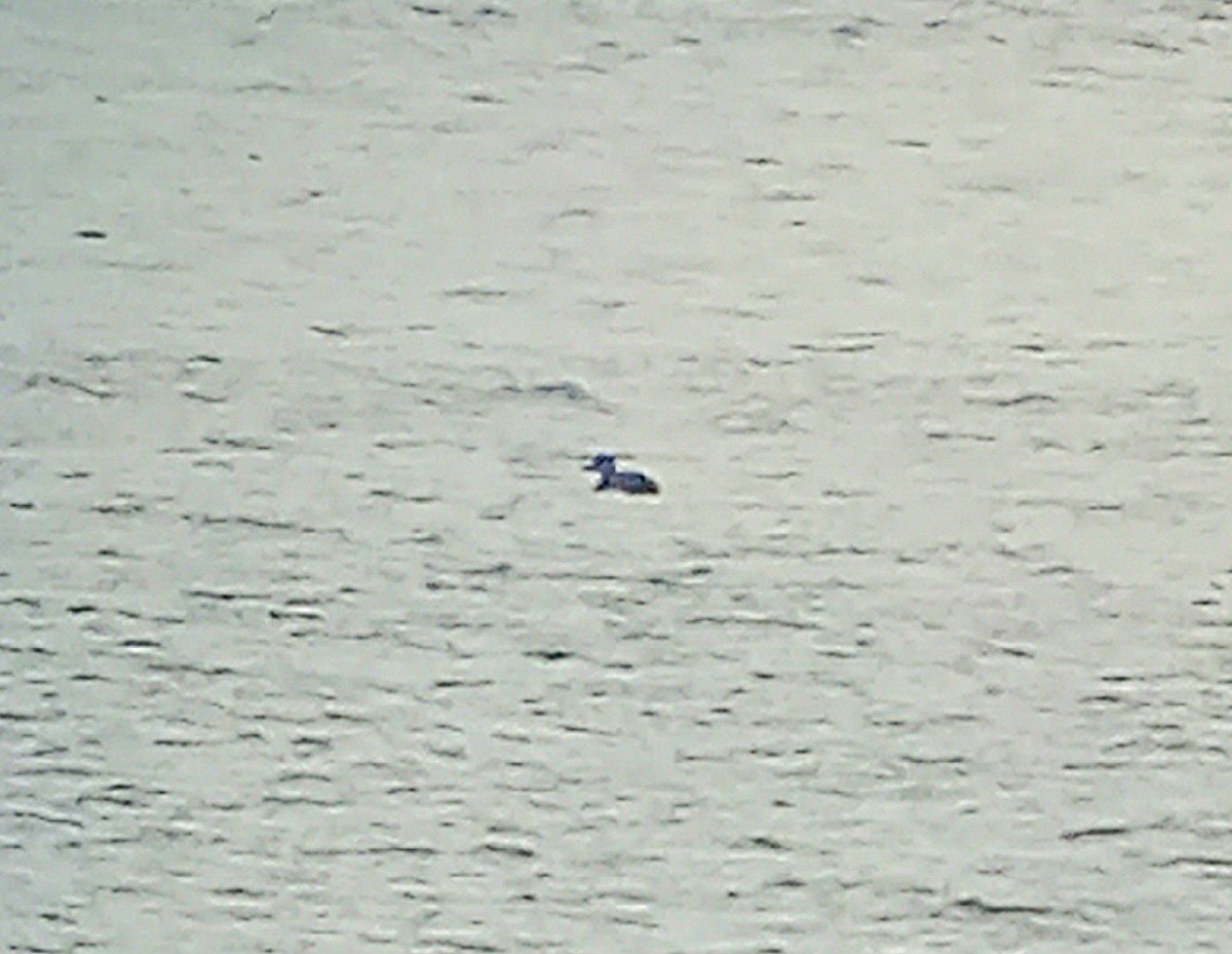 Black Scoter - ML646206510