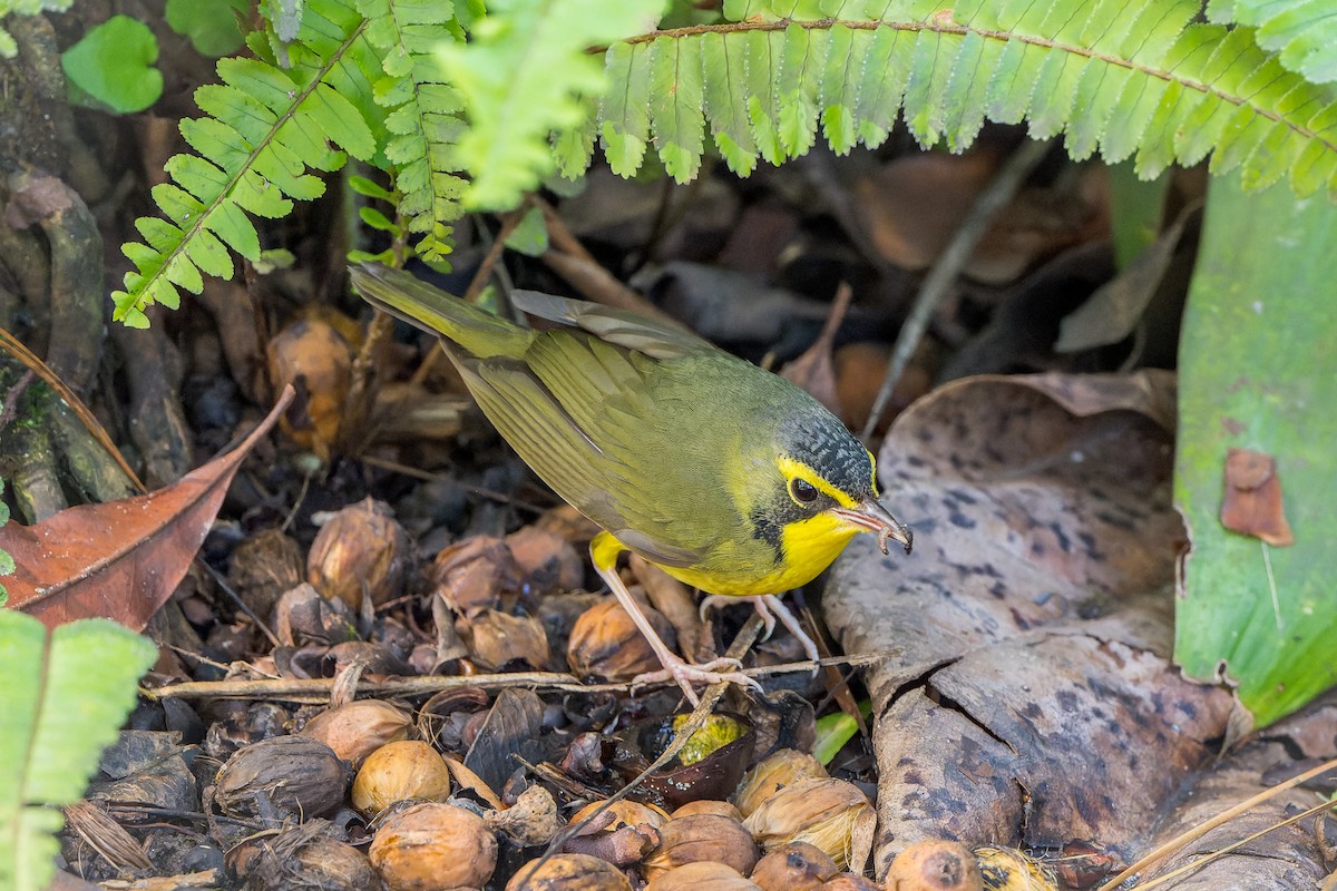 kentuckyparula - ML646206513