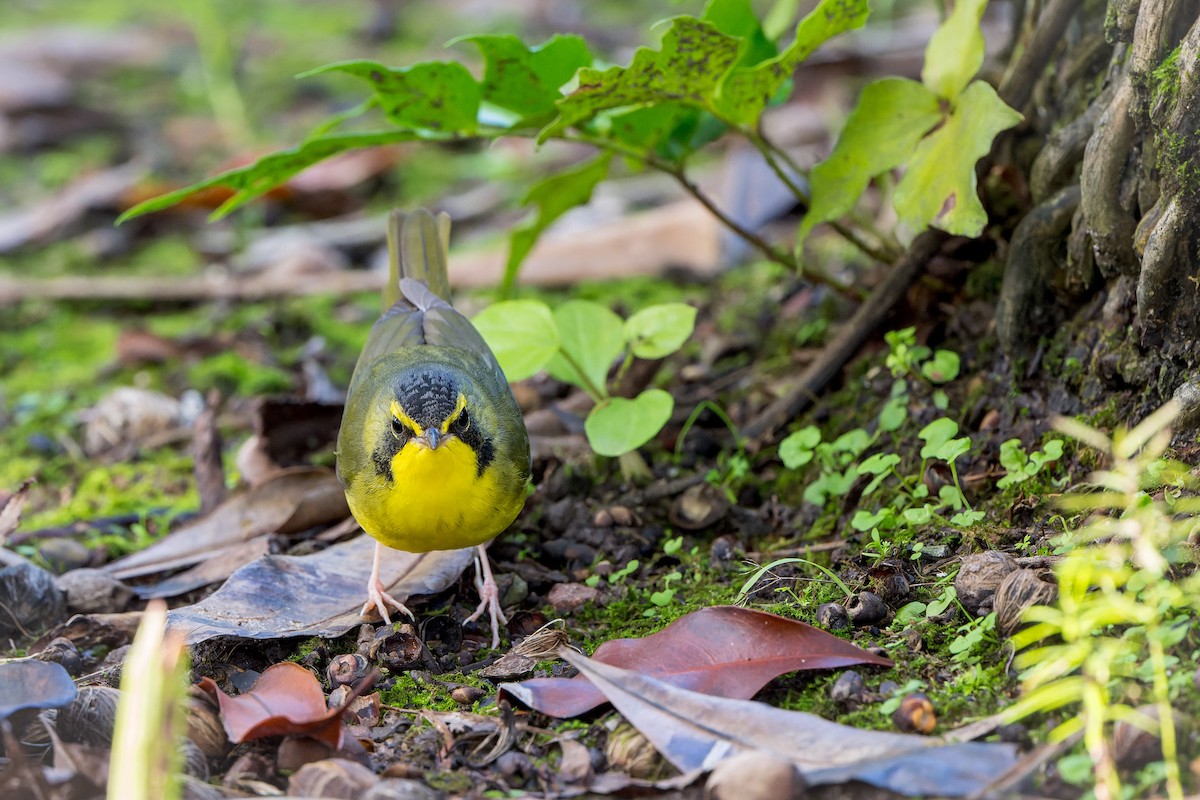 kentuckyparula - ML646206514