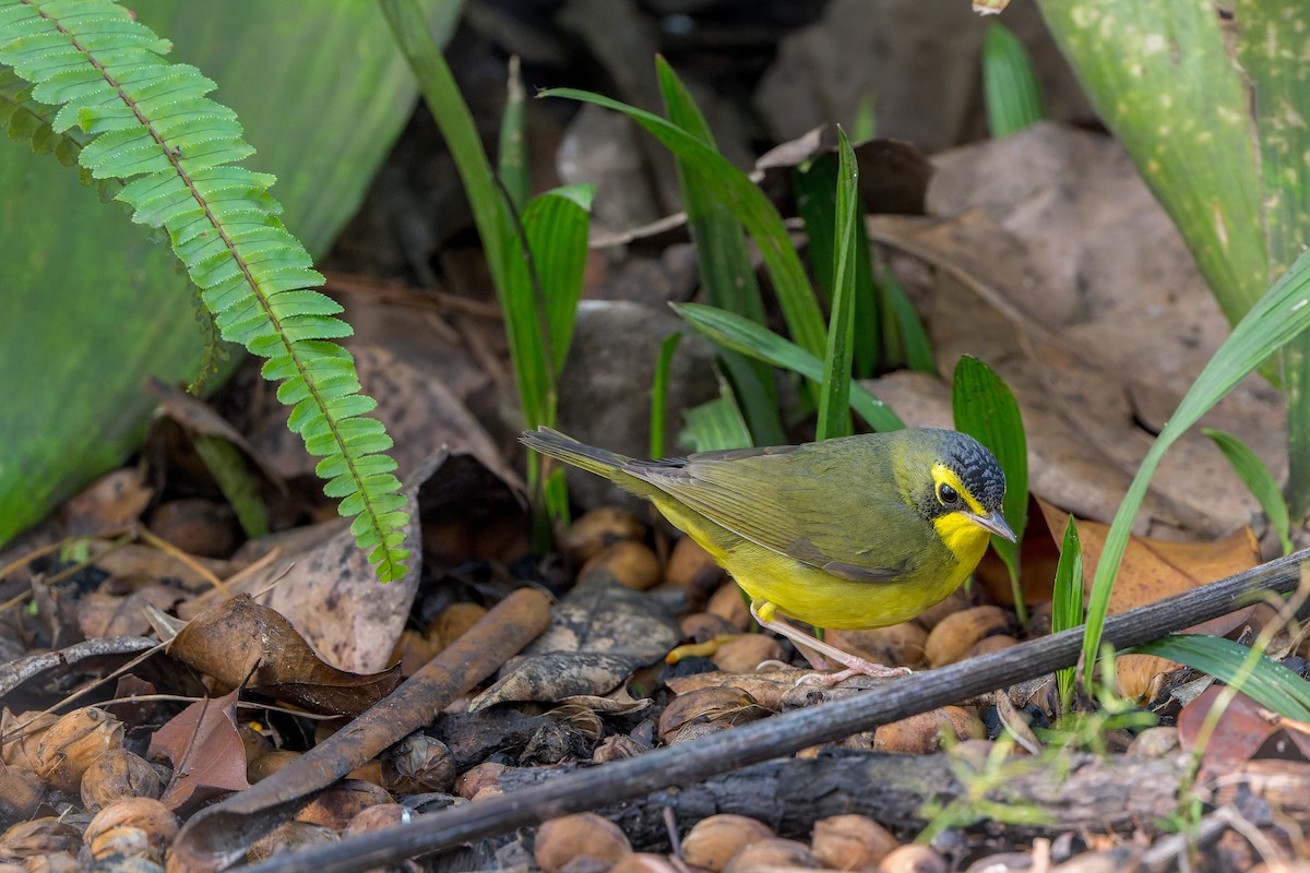 kentuckyparula - ML646206516