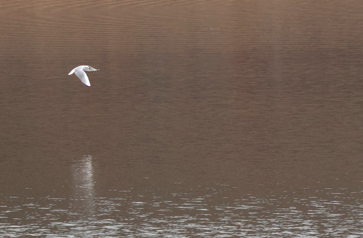 Bonaparte's Gull - ML646206523