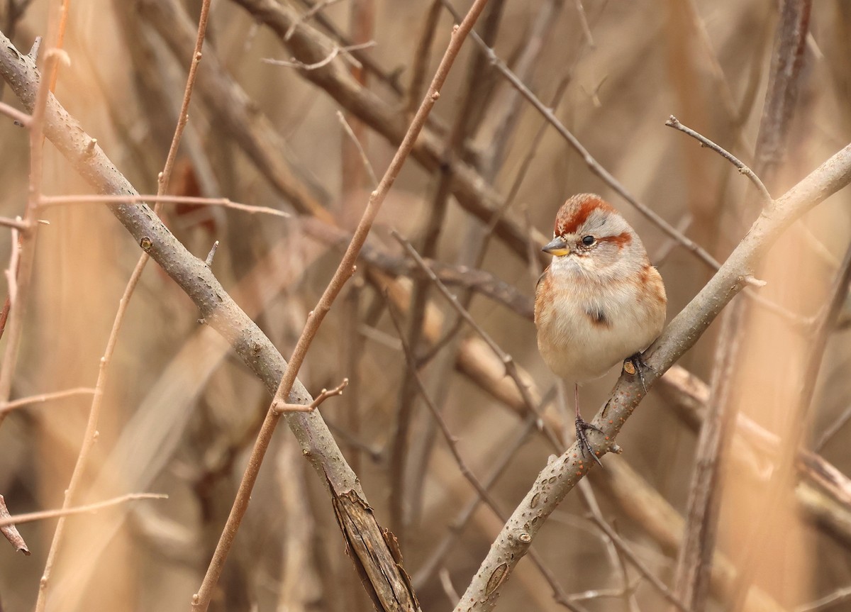 American Tree Sparrow - ML646206534