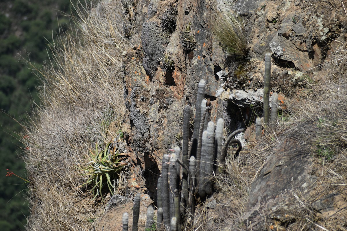 Giant Hummingbird - ML646206539