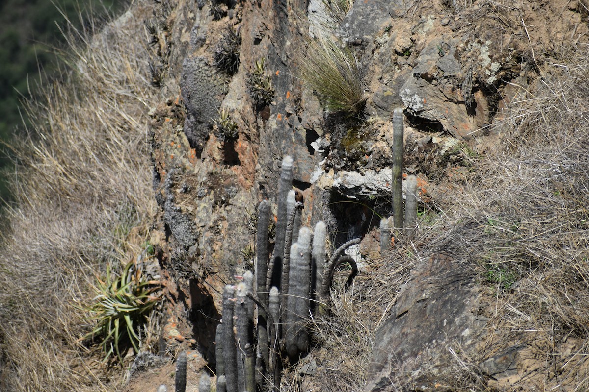 Giant Hummingbird - ML646206540