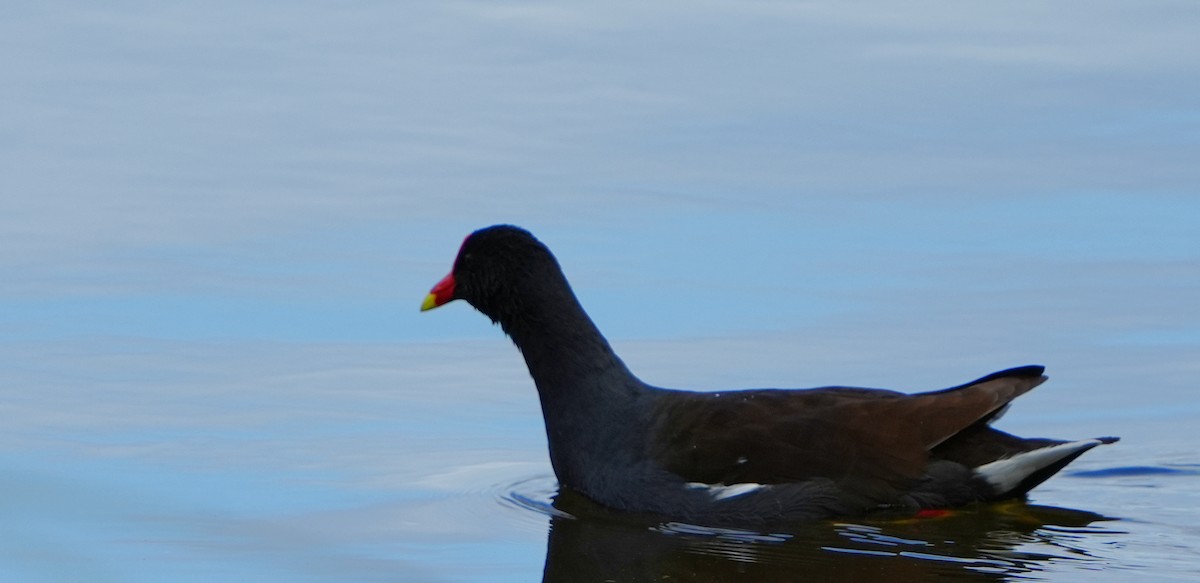 slípka americká - ML646206542