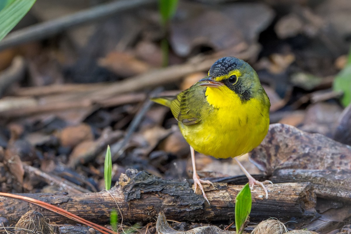 kentuckyparula - ML646206543