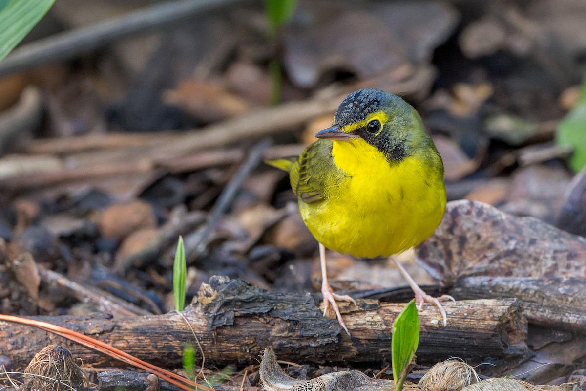 kentuckyparula - ML646206544