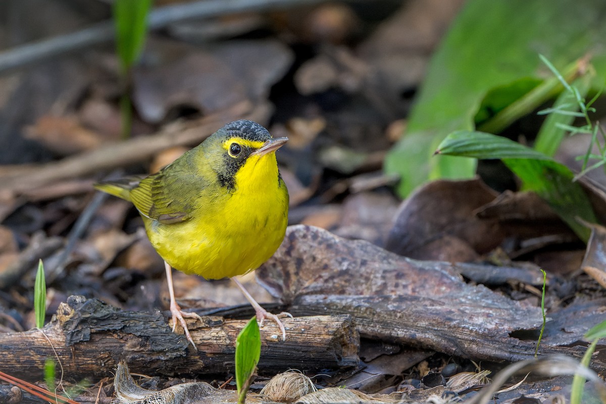 kentuckyparula - ML646206545