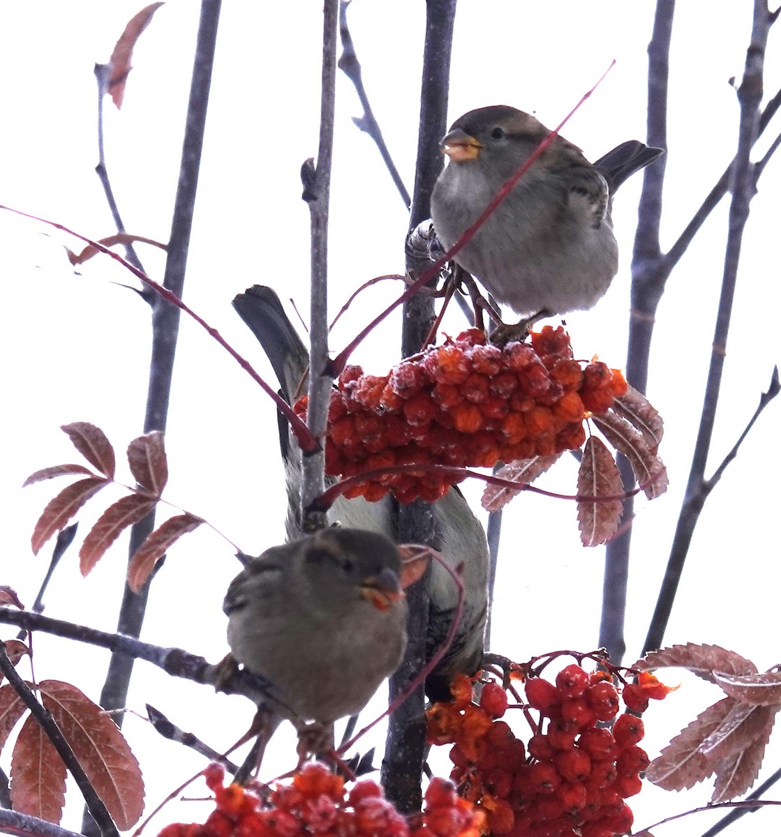 Домовый воробей - ML646206556