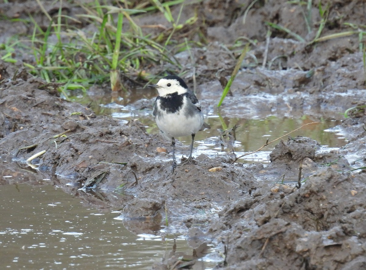 White Wagtail (British) - ML646206557