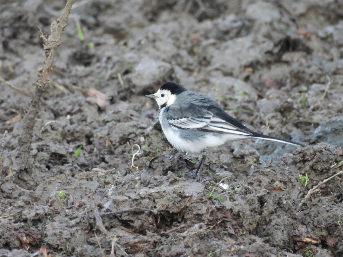 White Wagtail (British) - ML646206558