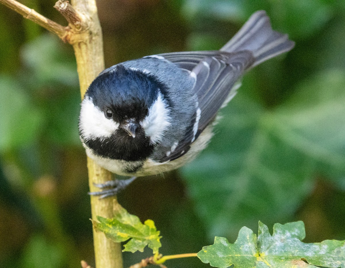 Coal Tit - ML646206559
