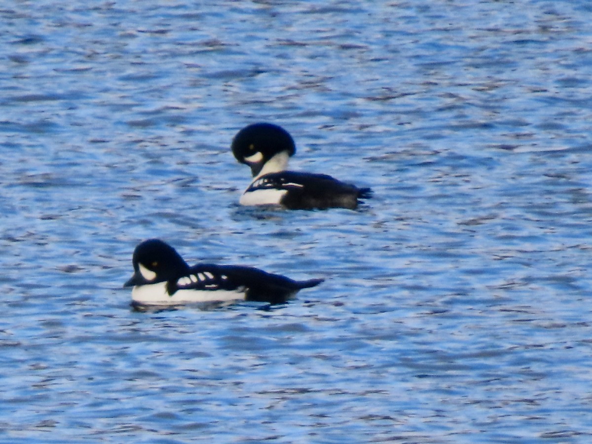 Murgilari islandiarra - ML646206564