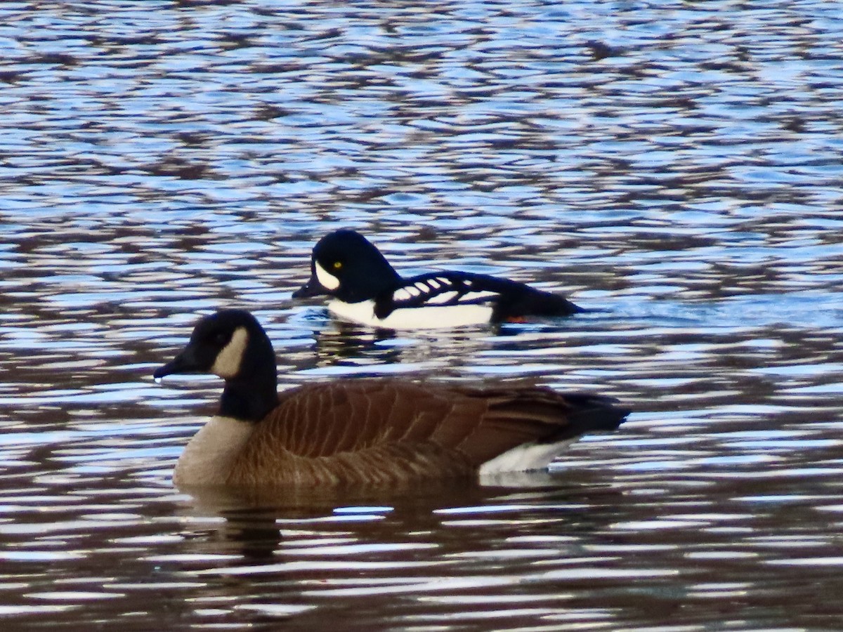 Murgilari islandiarra - ML646206566