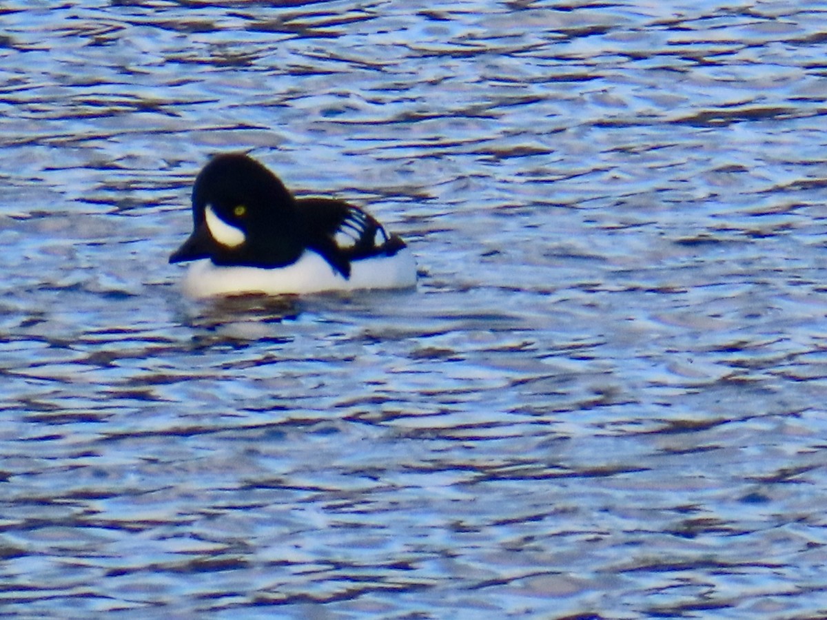 Murgilari islandiarra - ML646206567