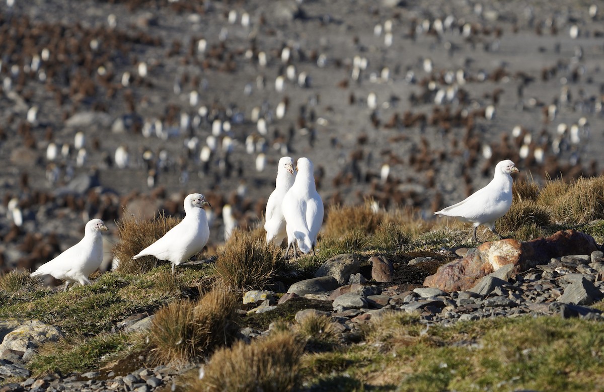 サヤハシチドリ - ML646206569