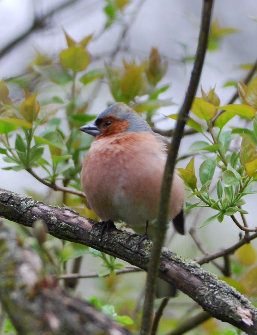 Common Chaffinch - ML646206571