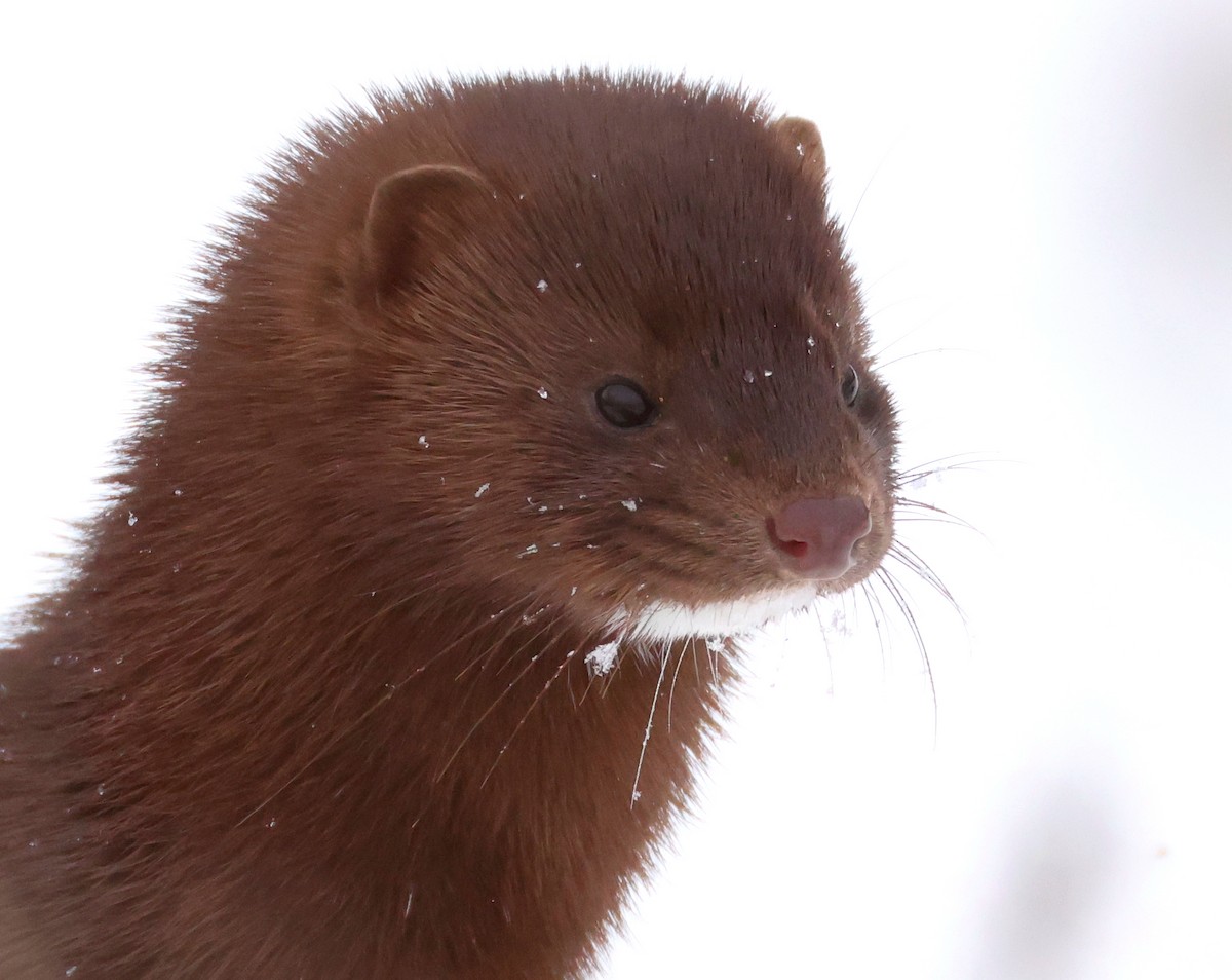 American Mink - ML646206572