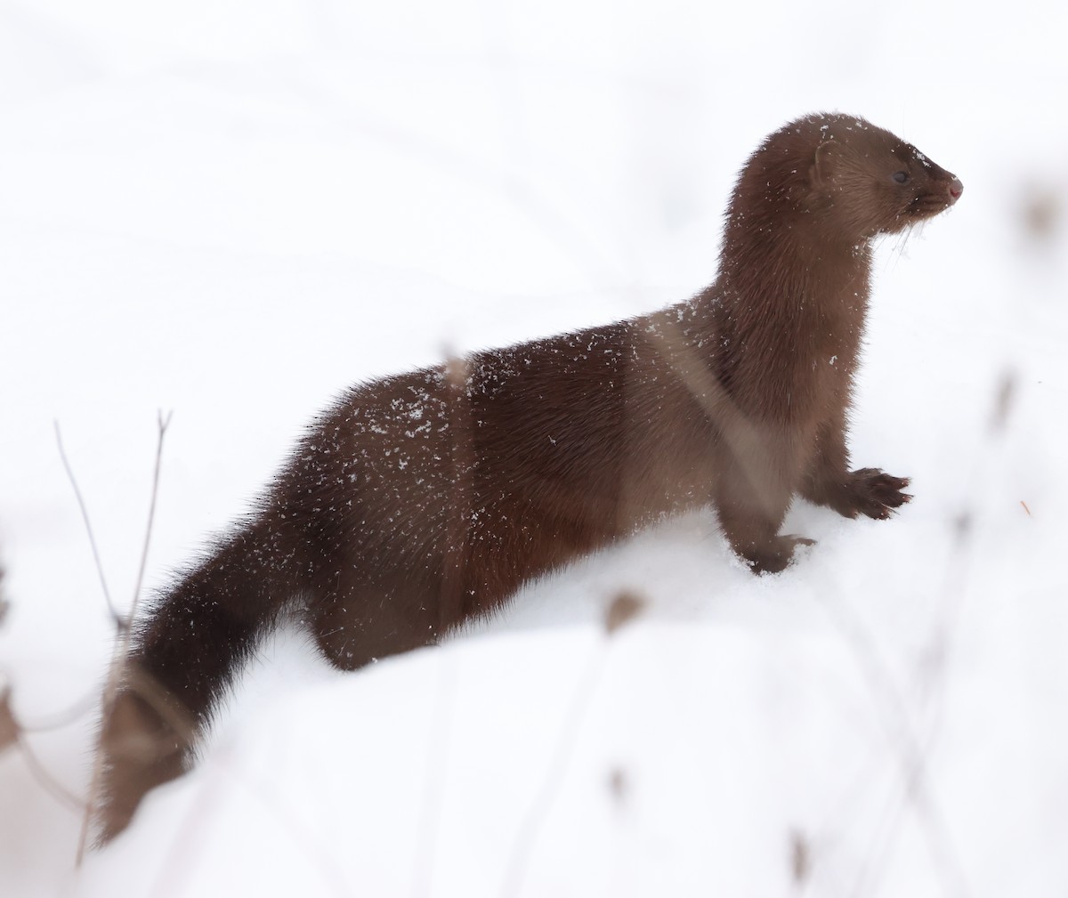 American Mink - ML646206573