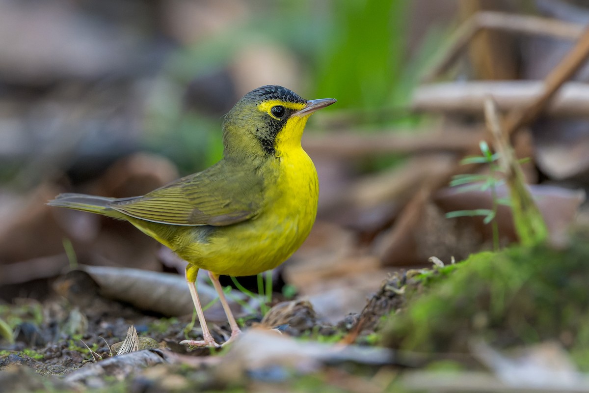 kentuckyparula - ML646206575