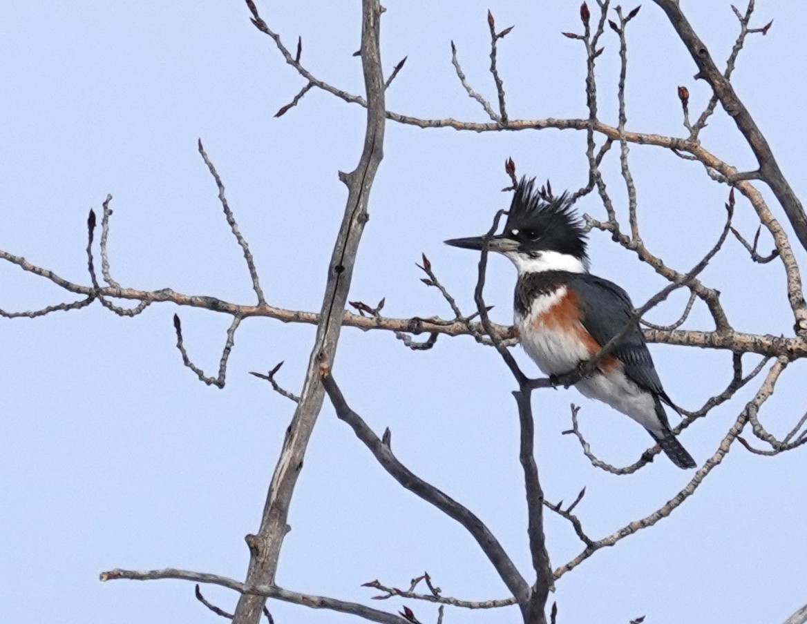 Belted Kingfisher - ML646206577