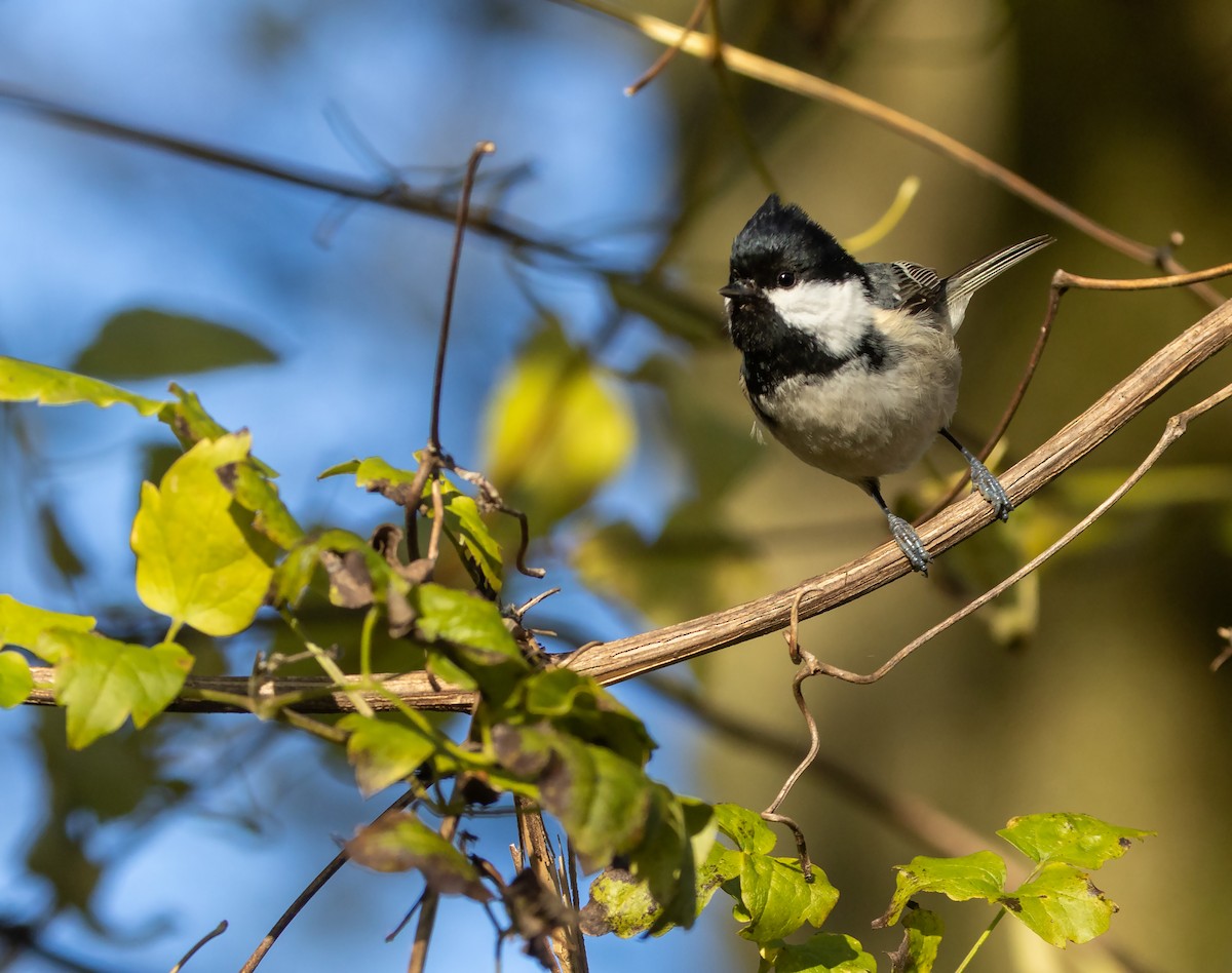 Coal Tit - ML646206580