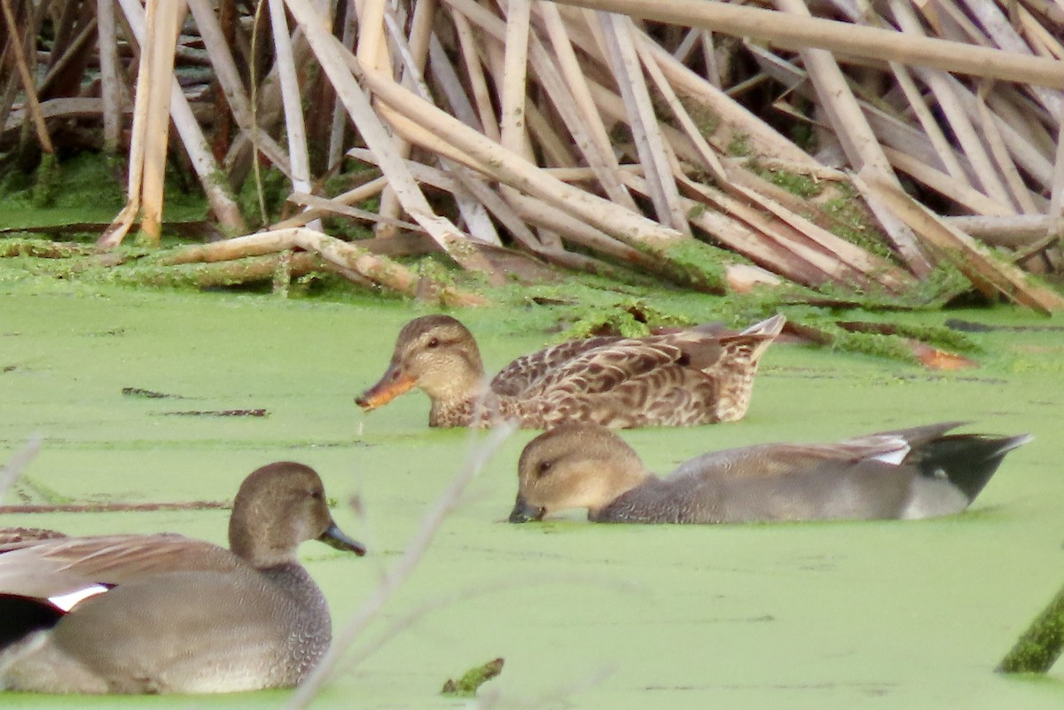 kopřivka obecná - ML646206583