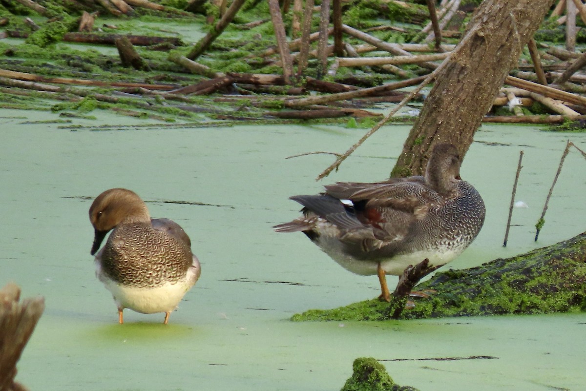 kopřivka obecná - ML646206584