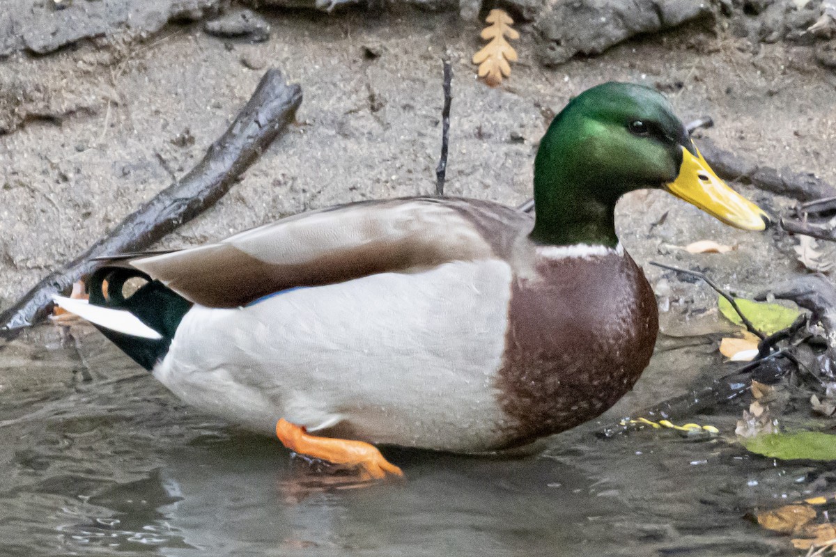 Mallard - ML646206585