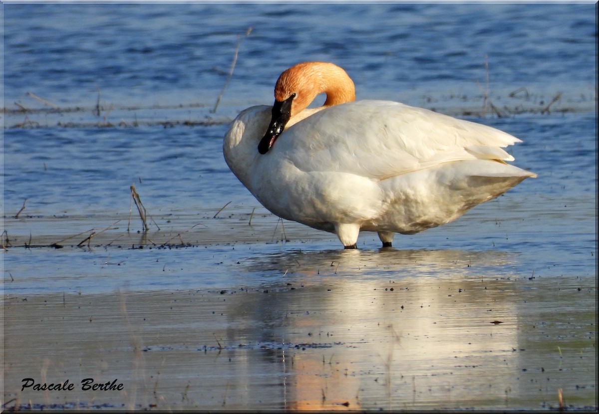 Trumpeter Swan - ML646206586