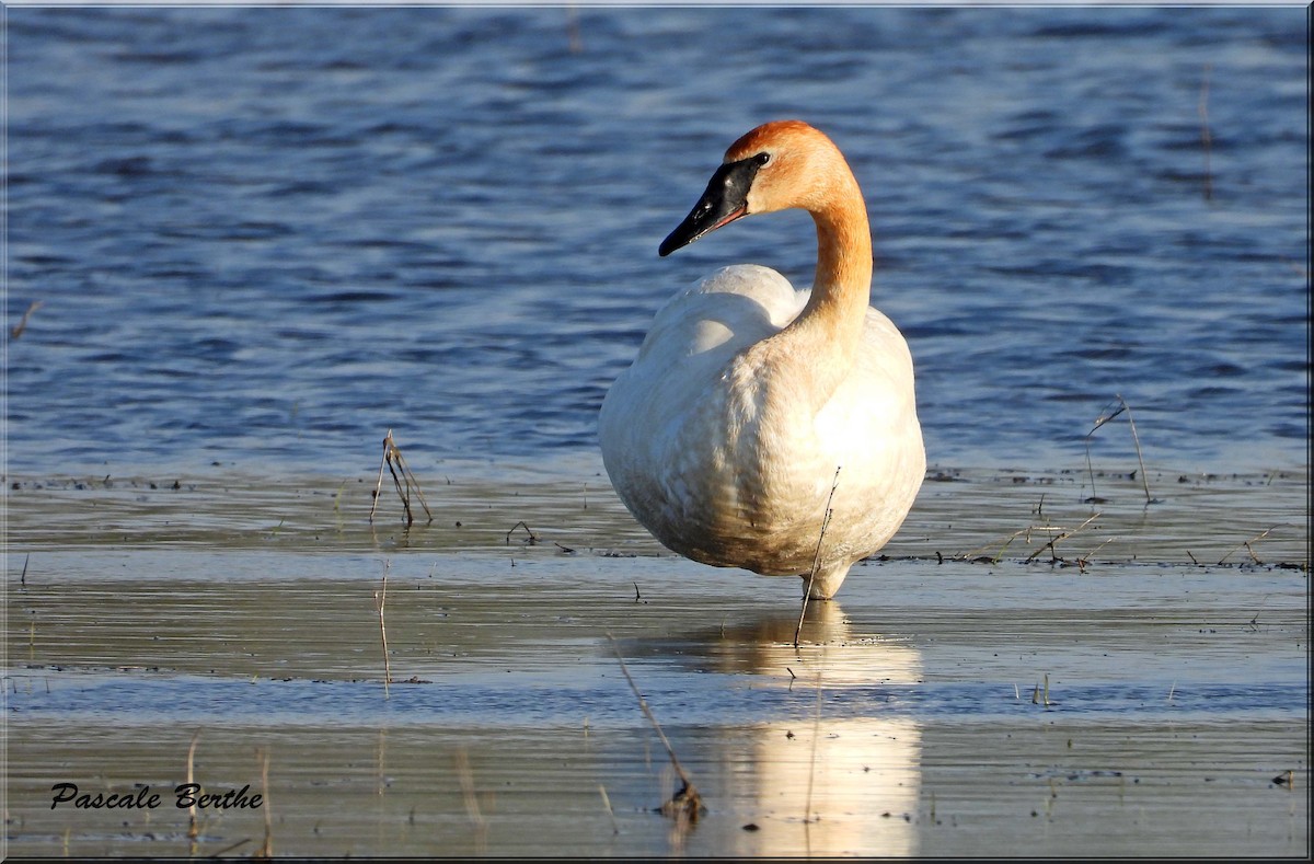 Trumpeter Swan - ML646206587