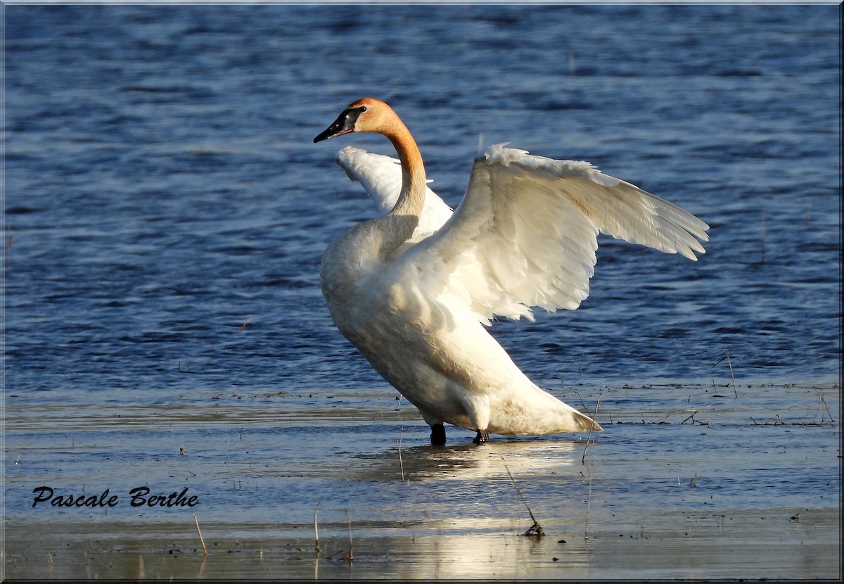 Trumpeter Swan - ML646206588