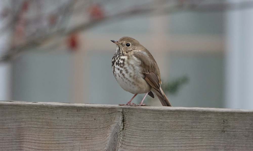 Hermit Thrush - ML646206592