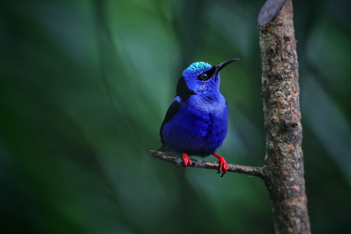 Red-legged Honeycreeper - ML646206598