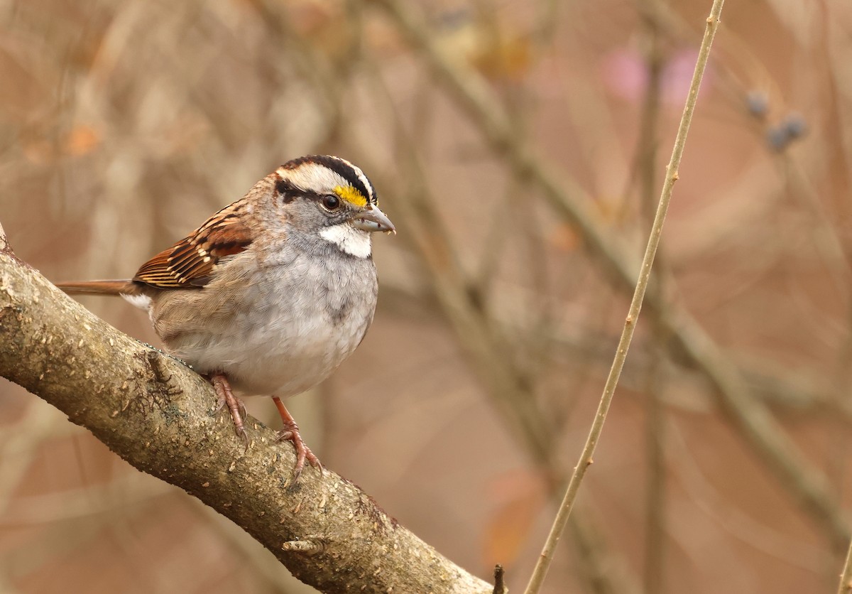 White-throated Sparrow - ML646206599