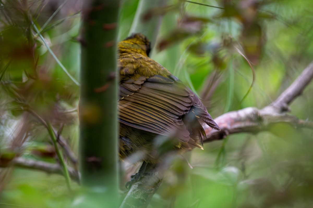 Crimson-collared Grosbeak - ML646206601