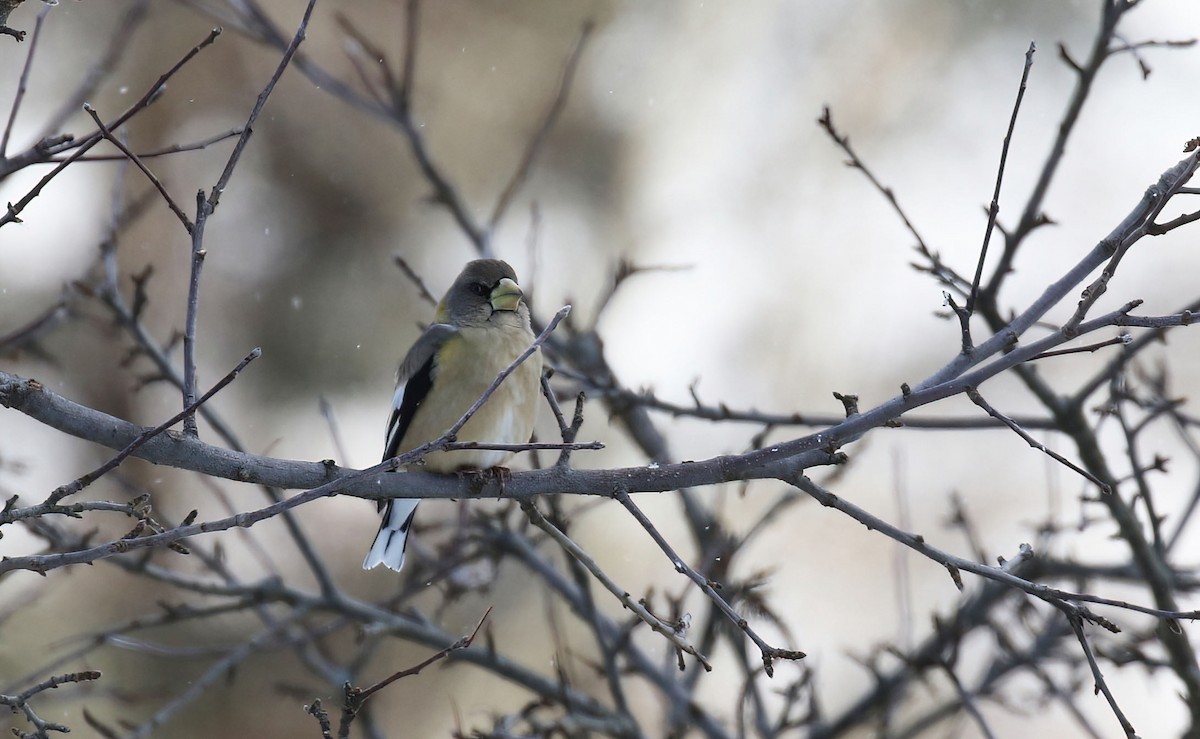 Evening Grosbeak - ML646206602
