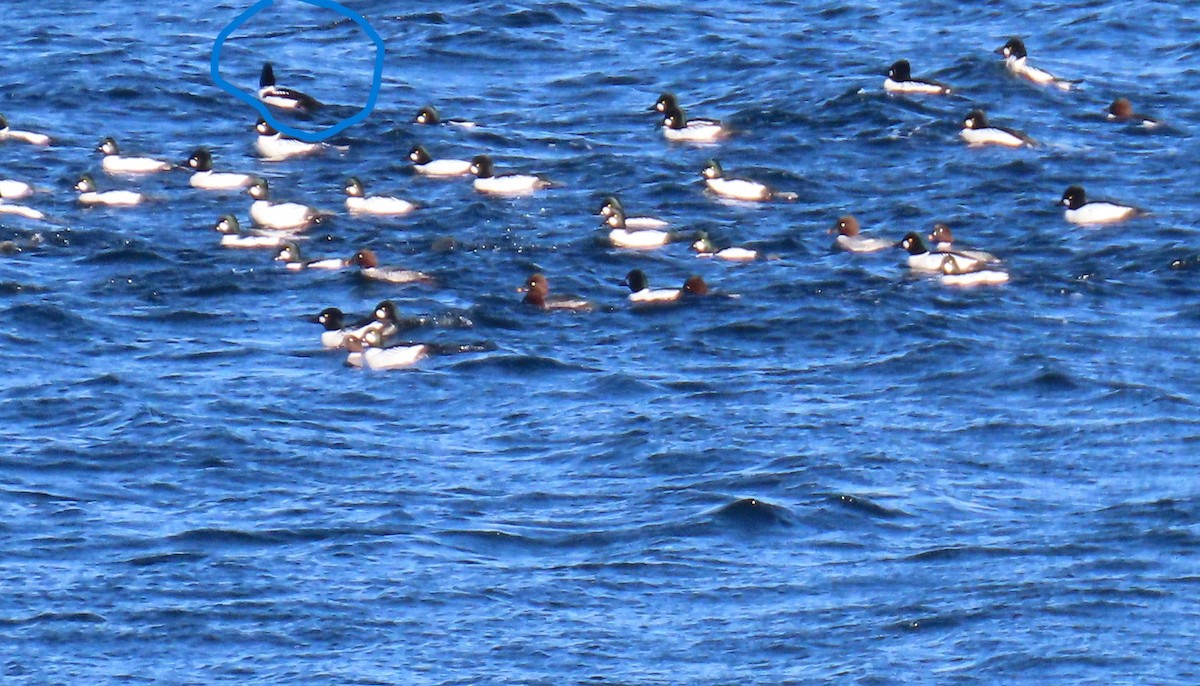 Murgilari islandiarra - ML646206606