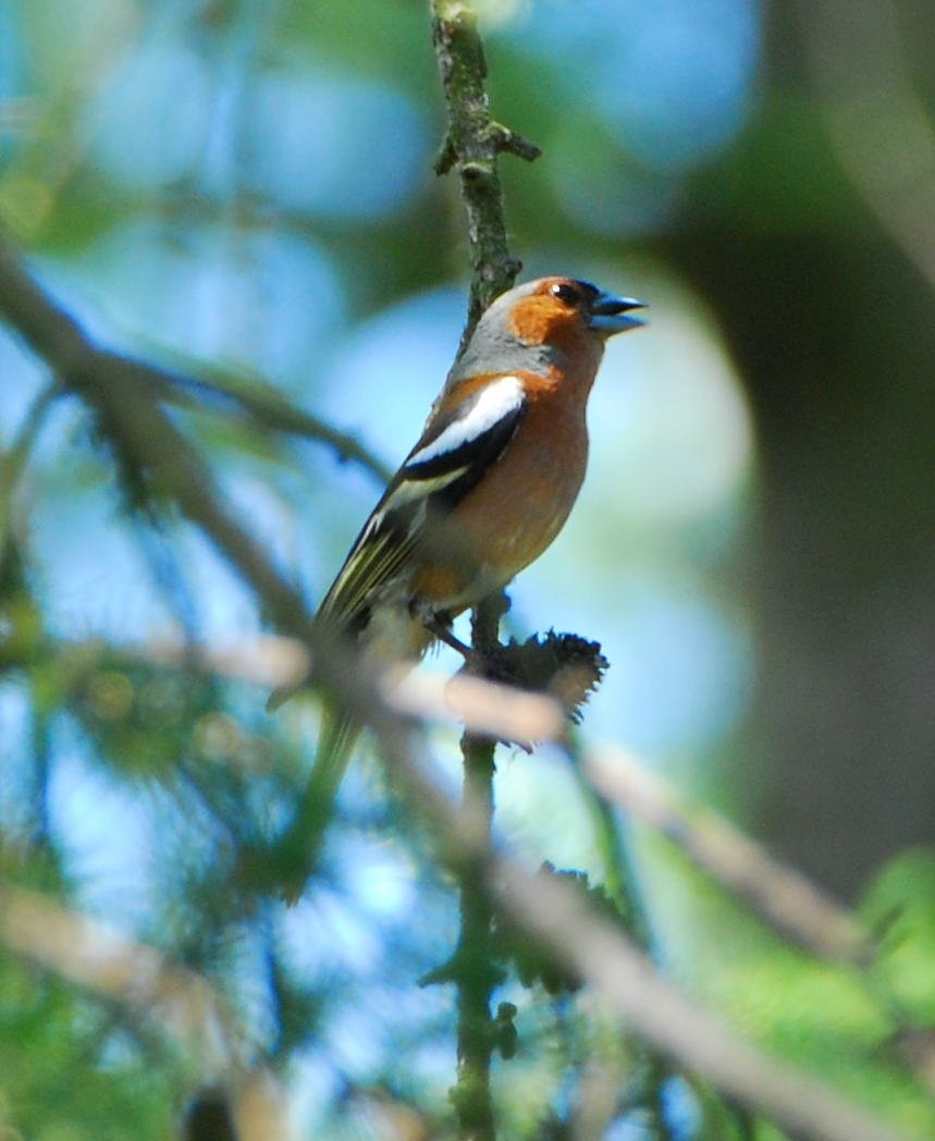 Common Chaffinch - ML646206613
