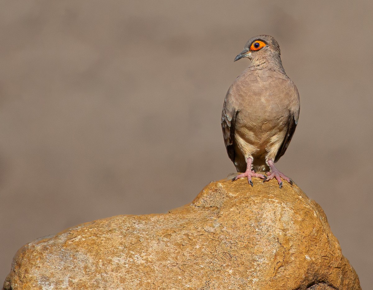 holoubek peruánský - ML646206623