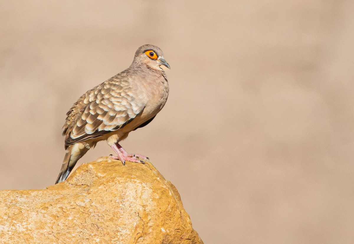 holoubek peruánský - ML646206624