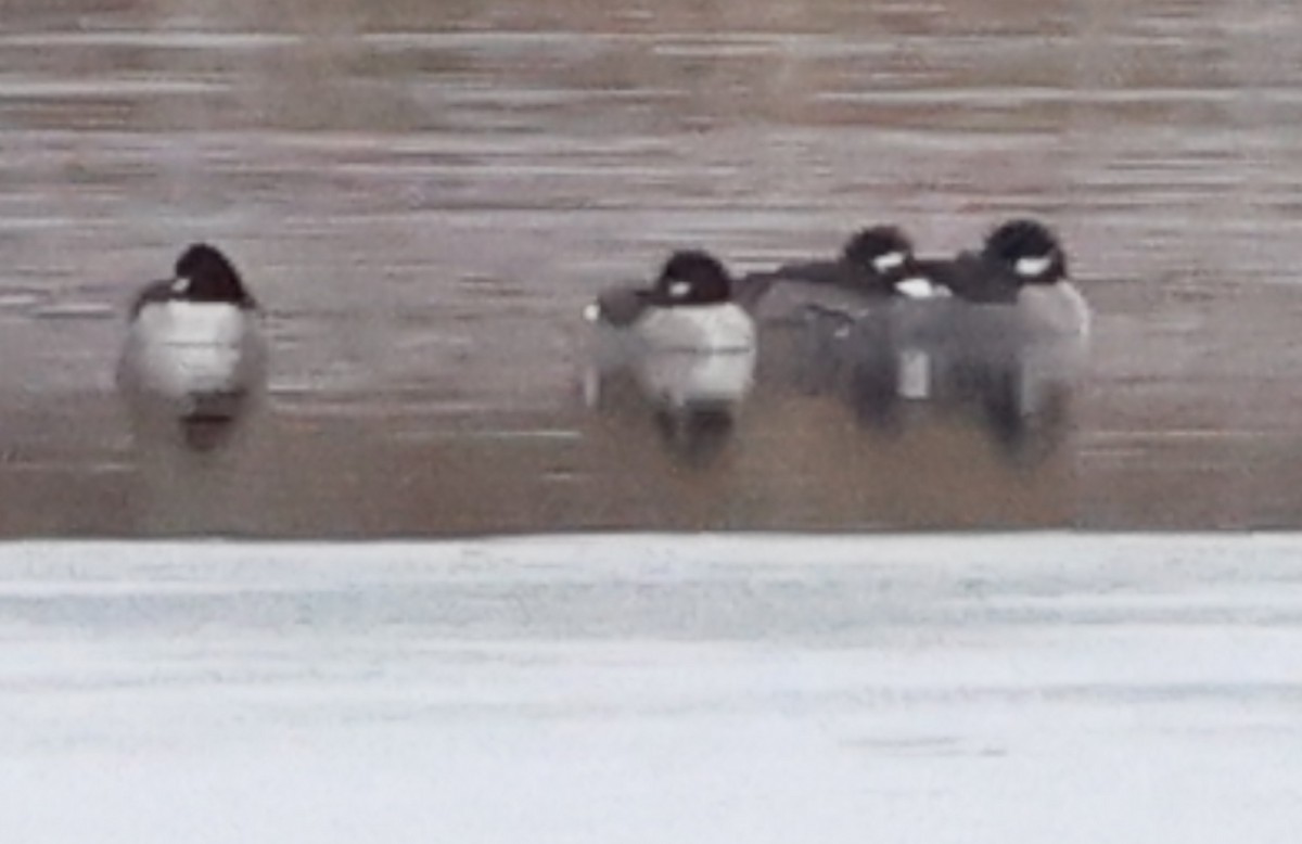 Bufflehead - ML646206631