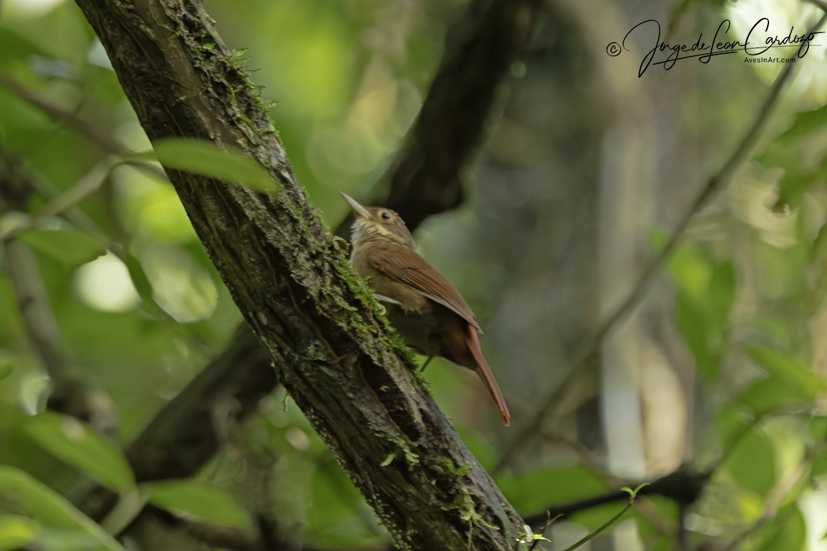 Ochre-throated Foliage-gleaner - ML646206632