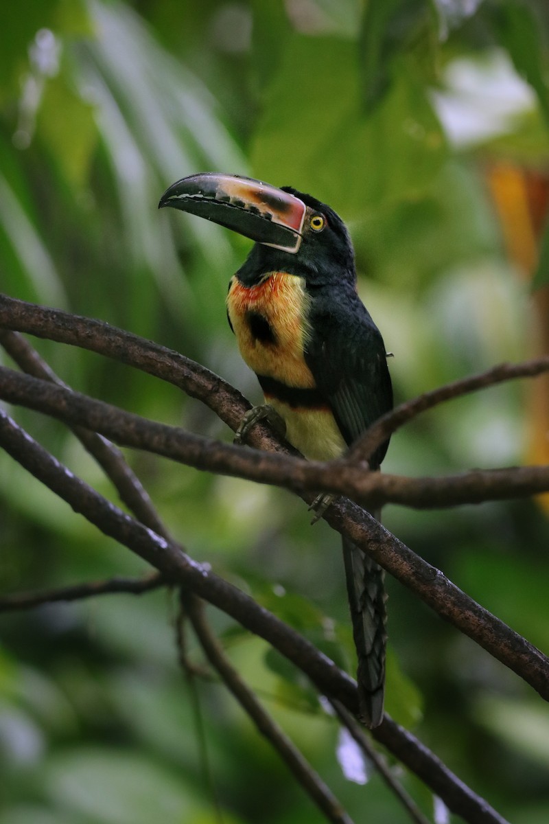 Collared Aracari - ML646206633