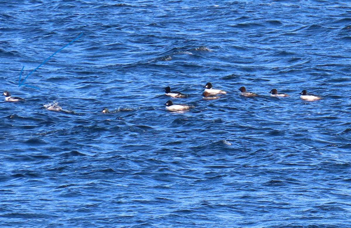 Murgilari islandiarra - ML646206638